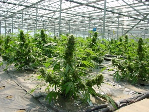 mass-producing-weed